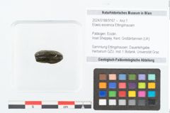 Foto (Objekt + Etikett) von Elaeis eocenica Ettingshausen (NHMW-GEO-2024-0188-9167)